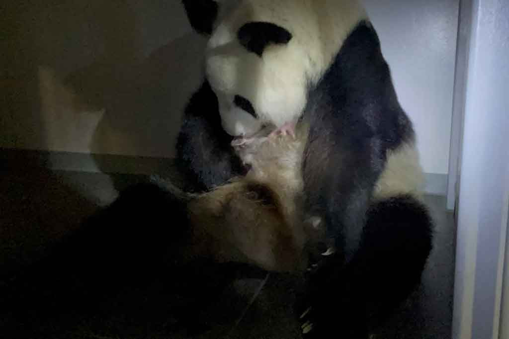 Pihak kebun binatang belum mengkonfirmasi jenis kelamin kedua bayi panda tersebut. 