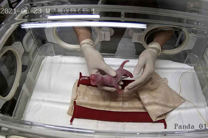 Shin Shin mendongkrak harga saham restoran-restoran di dekat kebun binatang awal bulan ini, ketika dugaan kehamilannya diumumkan, dengan investor mengantisipasi lonjakan pengunjung ke daerah itu setelah melahirkan. Kehamilan Shin Shin membuat saham di satu restoran Tiongkok di dekat kebun binatang melonjak hampir 30 persen dan naik sekitar 6,4 persen pada awal perdagangan Rabu.