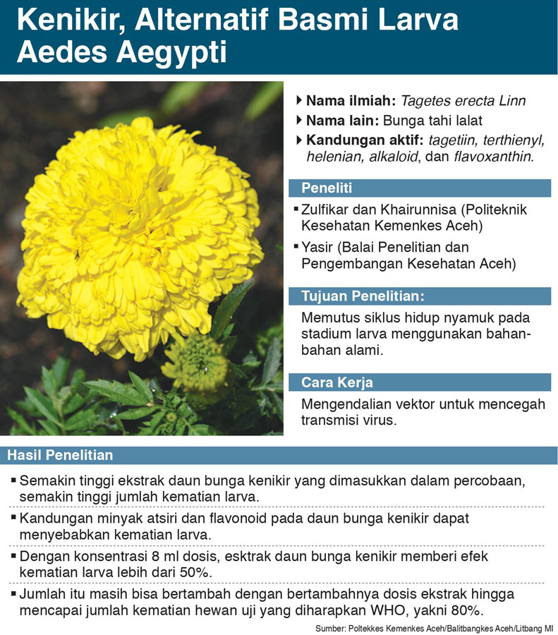 Atsiri Daun Kenikir Bunuh Larva Nyamuk
