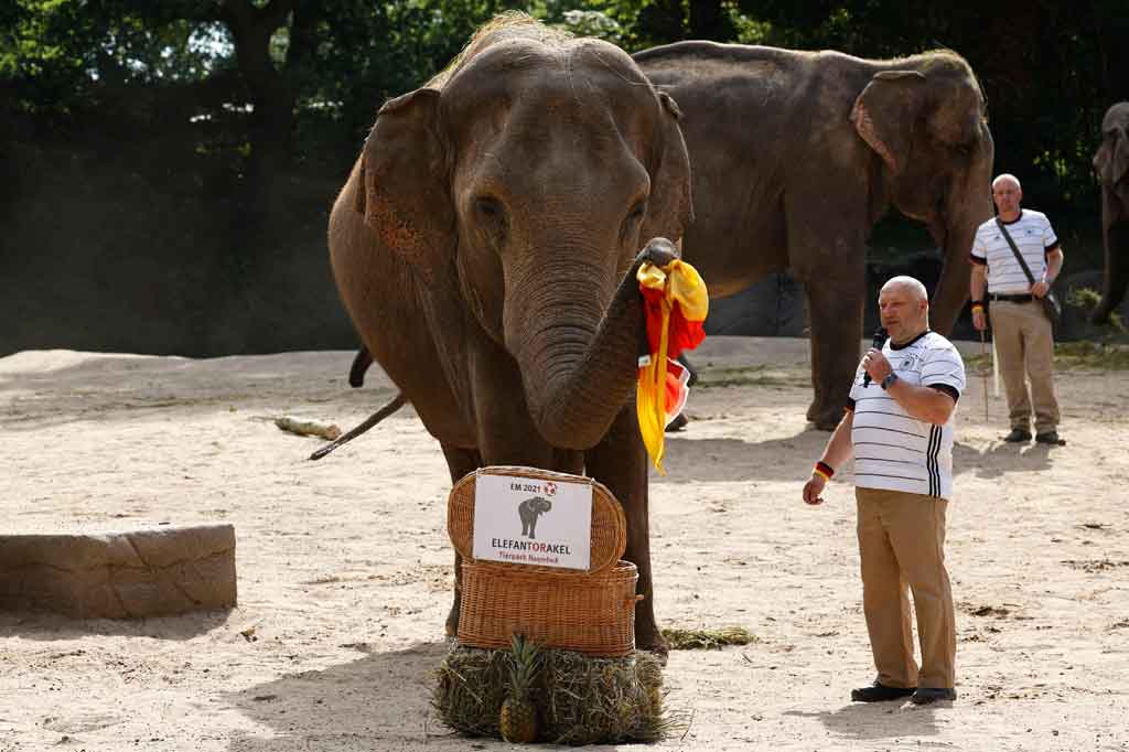 Seekor gajah Asia betina bernama Yashoda meraih bendera Jerman ketika disajikan dengan bendera nasional Inggris di Kebun Binatang Hamburg, Senin, 28 Juni 2021.