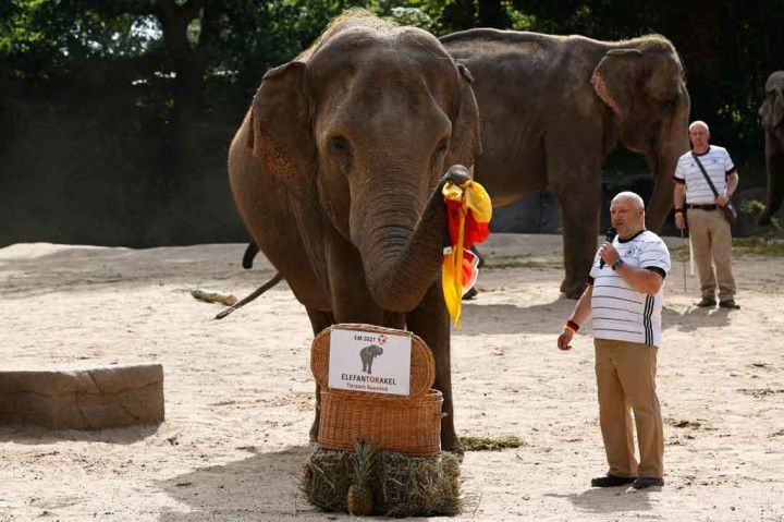 Seekor gajah Asia betina bernama Yashoda meraih bendera Jerman ketika disajikan dengan bendera nasional Inggris di Kebun Binatang Hamburg, Senin, 28 Juni 2021.