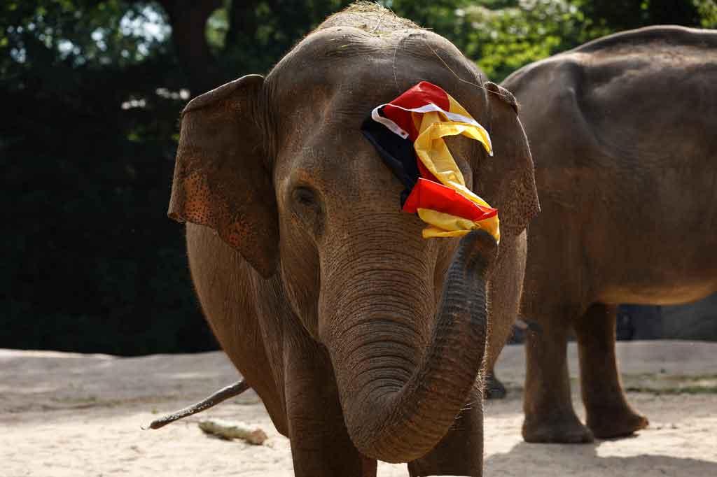 Gajah berusia 42 tahun itu memang bisa membanggakan rekam jejaknya yang sempurna dalam hal pertandingan Jerman di Euro 2020. Menurut kantor berita DPA, Yashoda secara akurat memprediksi Jerman akan kalah dari Prancis dan mengalahkan Portugal. Yang paling mengejutkan, dia juga memprediksi hasil imbang melawan Hungaria — meraih kedua bendera menjelang pertemuan di Munich Rabu lalu.