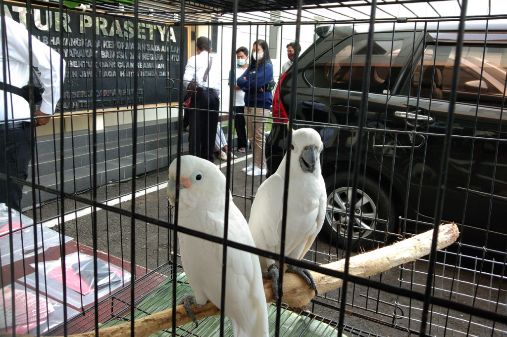 Dari kedua pelaku, petugas menyita barang bukti berupa tiga ekor lutung budeng (Trachypithecus Auratus), dua ekor Nuri Tanimbar (Eos Reticulata) serta masing-masing satu ekor Katsuri Ternate (Lorius Garrulous), Perkici Iris (Psitteuteles iris), Perkici Timor, (Trichoglossus euteles), Kakatua Jambul Kuning  (Cacatua sulphurea), Kakatua Tanimbar/Goffin (Cacatua Goffiniana) dan Nuri Raja Ambon (Alisterus Amboinensis). 
