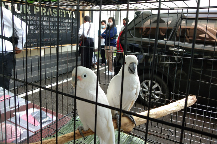 Dari kedua pelaku, petugas menyita barang bukti berupa tiga ekor lutung budeng (Trachypithecus Auratus), dua ekor Nuri Tanimbar (Eos Reticulata) serta masing-masing satu ekor Katsuri Ternate (Lorius Garrulous), Perkici Iris (Psitteuteles iris), Perkici Timor, (Trichoglossus euteles), Kakatua Jambul Kuning  (Cacatua sulphurea), Kakatua Tanimbar/Goffin (Cacatua Goffiniana) dan Nuri Raja Ambon (Alisterus Amboinensis). 
