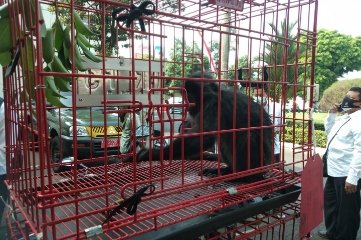 Direktorat Reserse Kriminal Khusus (Ditreskrimsus) Polda DIY mengungkap kasus peredaran satwa yang dilindungi undang-undang. 