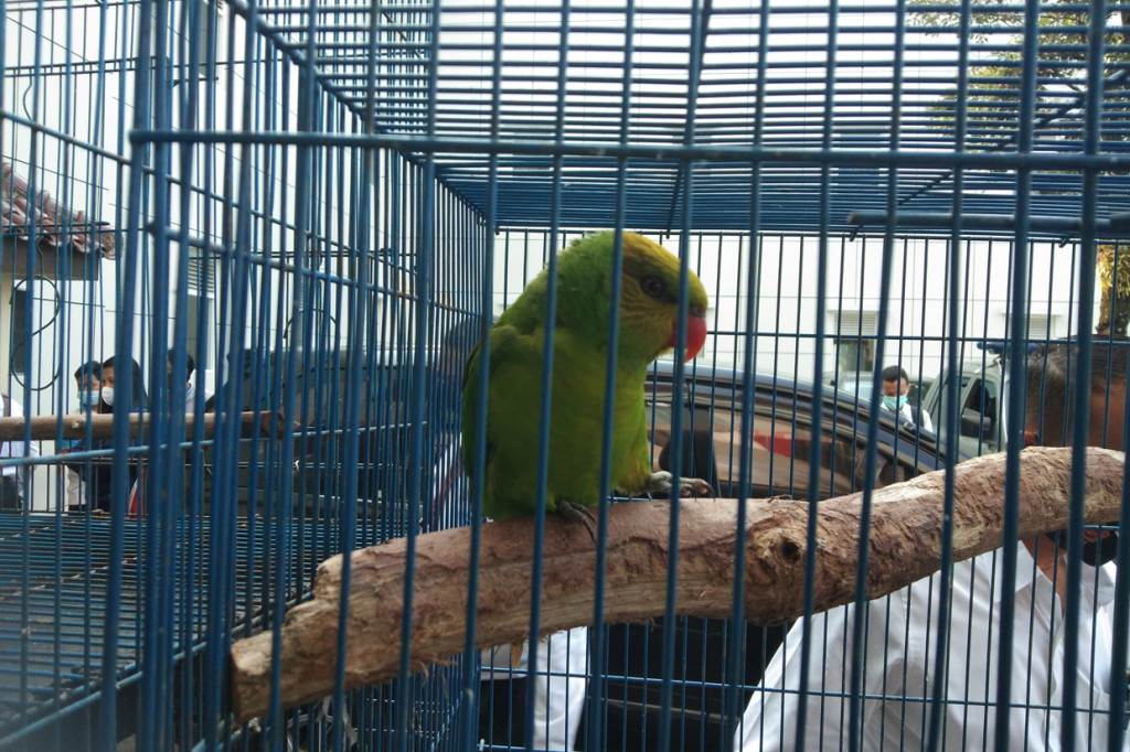 Petugas menangkap dua pelaku berinisial GS (32) warga Yogyakarta dan EP (23) warga Jawa Tengah.