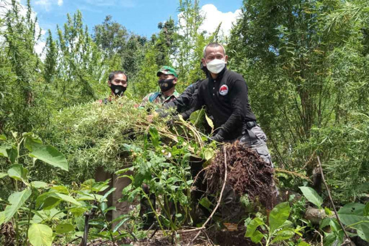 Mantap! Mabes Polri Musnahkan 7 Hektar Ladang Ganja di Nagan Raya