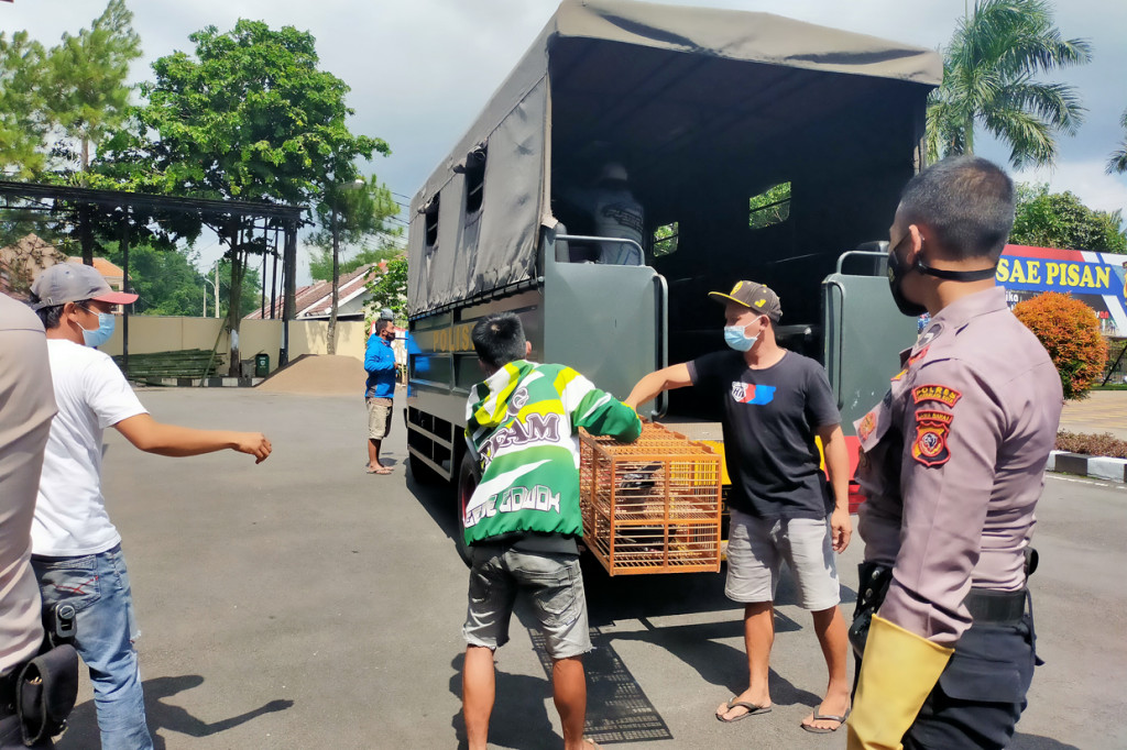 Perlombaan latihan turnamen burung merpati aduaan yang dilakukan para pegiat, melanggar aturan selama PPKM darurat dan mereka juga tidak mematuhi protokol kesehatan (prokes) mulai dari memakai masker, menjaga jarak, berkerumun, mencuci tangan dan membatasi mobilitas.