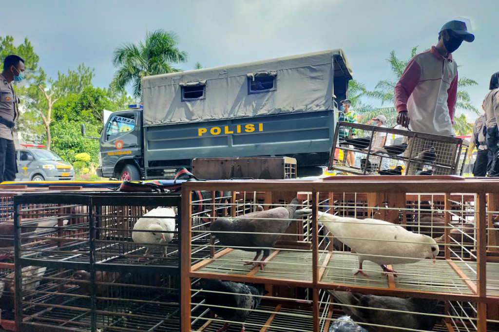 Kapolresta Tasikmalaya Kota, AKBP Doni Hermawan mengatakan, pelaksanaan PPKM darurat yang dilakukan oleh anggotanya terus melakukan kegiatan patroli operasi dengan nama sandi Aman Nusa II di wilayah hukum tujuannya memutus mata rantai penyebaran virus korona. Namun, penggerebekan tersebut telah berhasil membubarkan perlombaan dan mereka langsung diamankan termasuk barang bukti berupaya ratusan burung merpati hingga belasan sepeda motor.