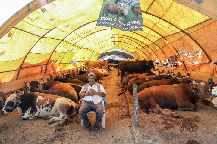 Hari Raya Idul Adha tinggal menghitung hari. Pasar hewan kurban pun mulai ramai bermunculan. Salah satunya di Turki.