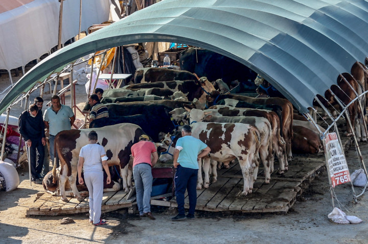 Orang-orang membeli dan menjual hewan kurban di pasar darurat yang didirikan oleh Kotamadya Yenimahalle menjelang hari raya Idul Adha di lingkungan Yakacik di Ankara, Turki.