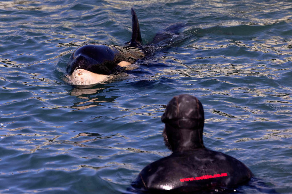 Seekor bayi orca bernama Toa dirawat oleh staf dan sukarelawan Departemen Konservasi di Plimmerton pada 14 Juli 2021.
