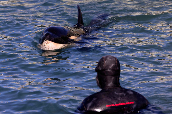 Seekor bayi orca bernama Toa dirawat oleh staf dan sukarelawan Departemen Konservasi di Plimmerton pada 14 Juli 2021.
