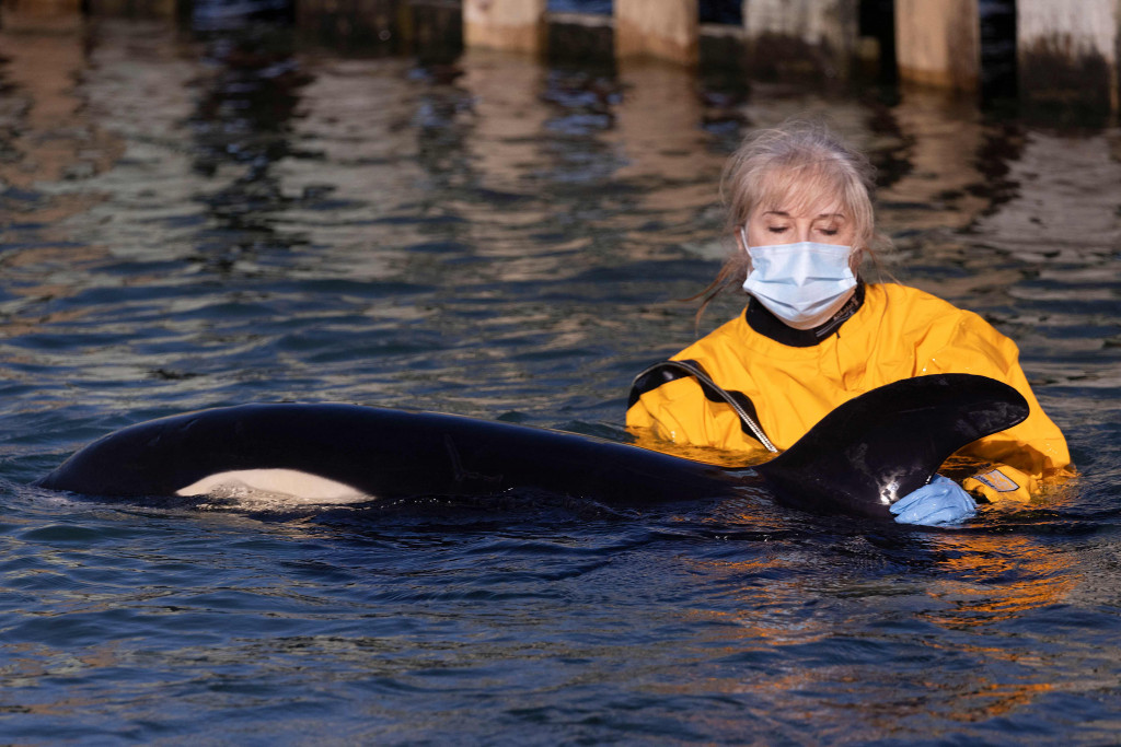 Seekor bayi paus orca terdampar di pantai utara Wellington, Selandia Baru, pada Minggu, 11 Juli 2021 lalu.