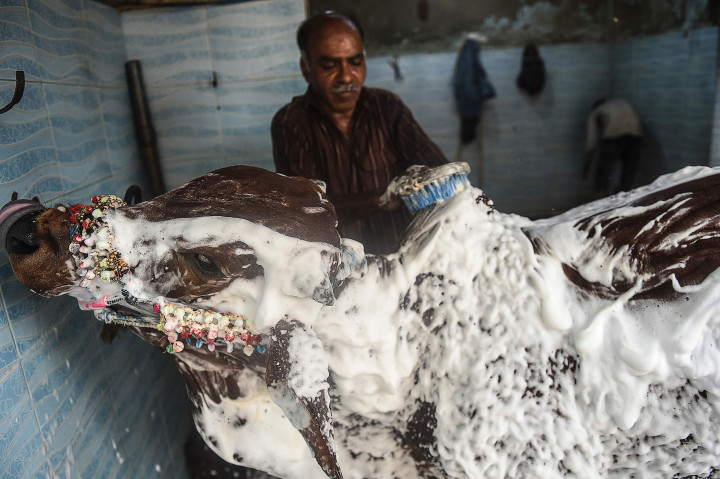 Seorang pria mencuci sapi milik pelanggan di tempat cucian mobil di Karachi, Pakistan.
