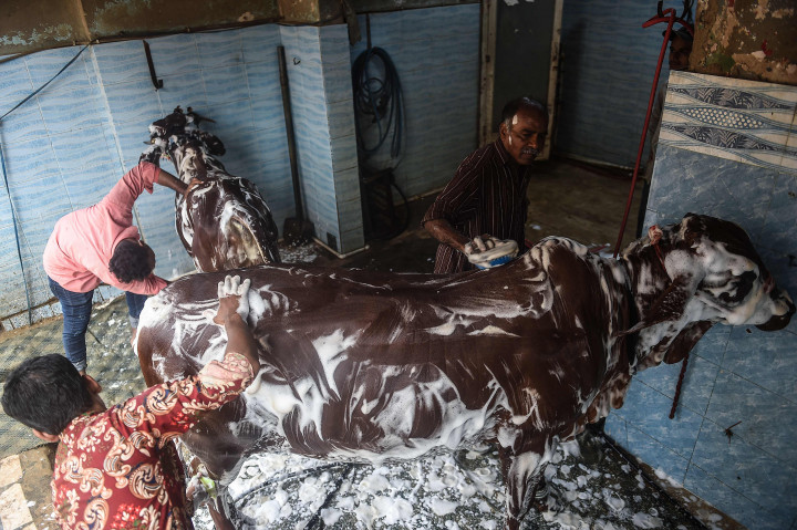 Menjelang perayaan Idul Adha, tempat pencucian mobil berganti menjadi bisnis cuci hewan kurban seperti sapi, domba, dan kambing.