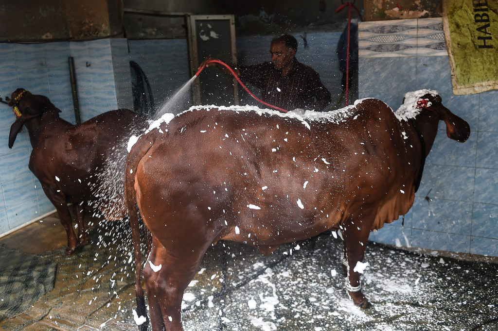 Tempat pencucian mobil itu justru ramai didatangi para pemilik hewan kurban yang meminta sapi ataupun kambing mereka dimandikan dengan saksama menjelang Idul Adha.