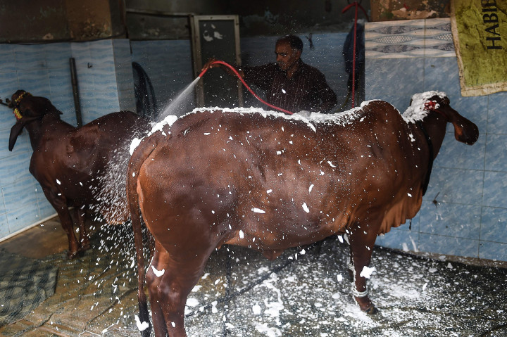 Tempat pencucian mobil itu justru ramai didatangi para pemilik hewan kurban yang meminta sapi ataupun kambing mereka dimandikan dengan saksama menjelang Idul Adha.