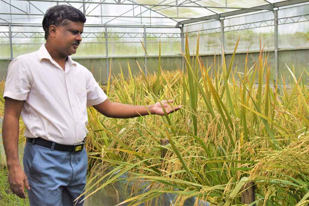 IRRI telah menghabiskan dua dekade bekerja dengan Departemen Pertanian-Lembaga Penelitian Beras Filipina untuk mengembangkan beras emas -- dinamai karena warnanya yang kuning cerah. 
