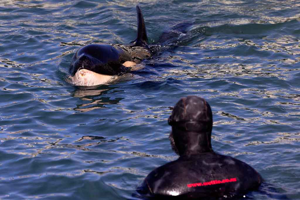 Whale Rescue, sebuah organisasi yang telah membantu merawat Toa, memposting di media sosial bahwa kondisinya memburuk dengan cepat pada Jumat, 23 Juli 2021 malam.  