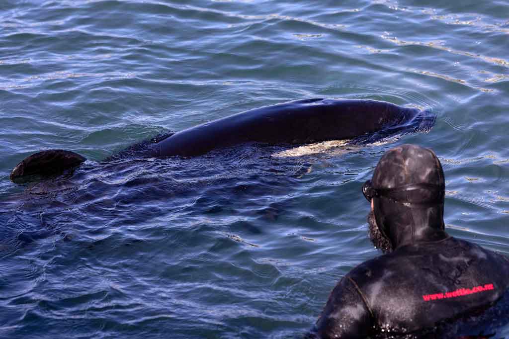 Konservasionis, yang menamai orca tersebut dengan Toa -- bahasa Maori yang berarti 'pejuang' -- menempatkannya di kandang darurat di pinggiran Pantai Plimmerton, di mana ia diberi makan melalui dot khusus setiap empat jam, sementara pencarian udara dan laut dilakukan untuk menemukan ibunya.