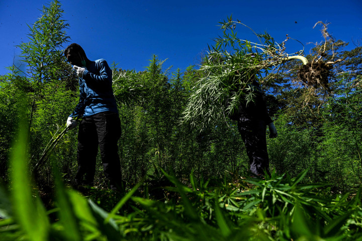 Tim Badan Narkotika Nasional (BNN) Republik Indonesia kembali menemukan dua hektare ladang ganja di Desa Pulo, Kecamatan Seulimum, Aceh Besar, Rabu, 28 Juli 2021.