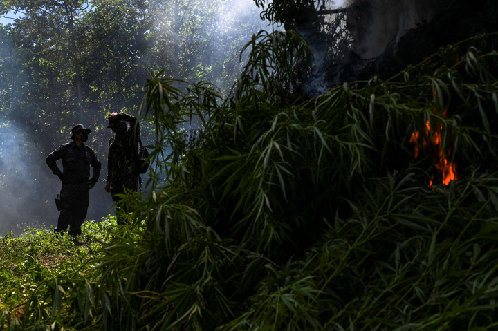 Di lokasi, tim menemukan sedikitnya 10 ribu batang ganja dengan berat basah diperkirakan mencapai lima ton.