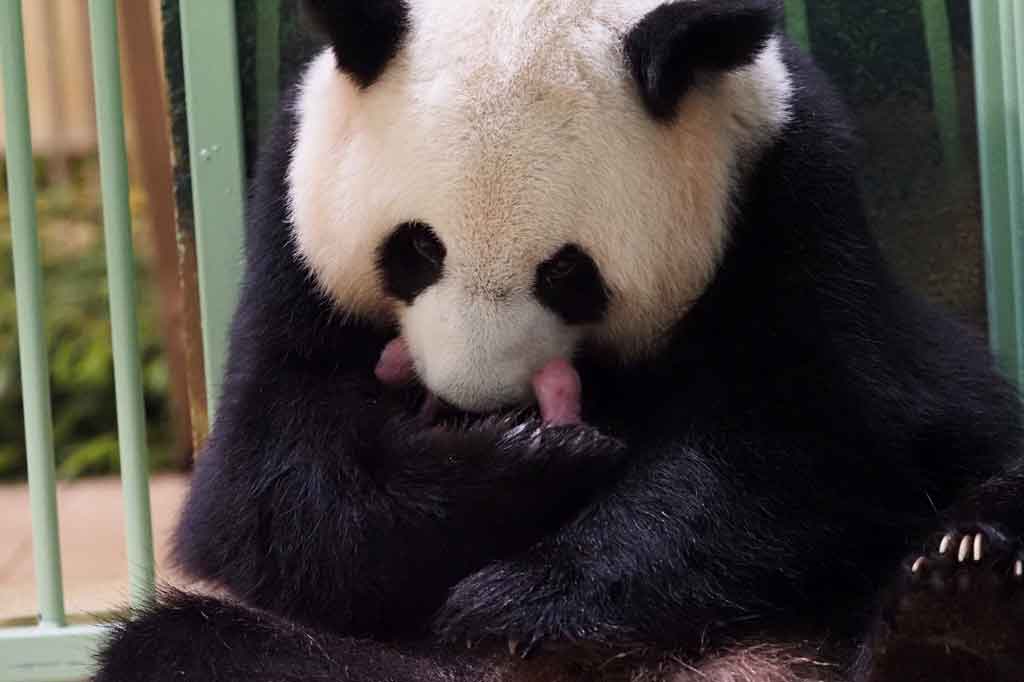 Panda raksasa Huan Huan, yang berarti 'Bahagia' dalam bahasa Tiongkok, dan anak kembar keduanya, berada di dalam kandang pascaproses melahirkan di Kebun Binatang Beauval di Saint-Aignan-sur-Cher, Prancis Tengah, Minggu, 1 Agustus 2021.