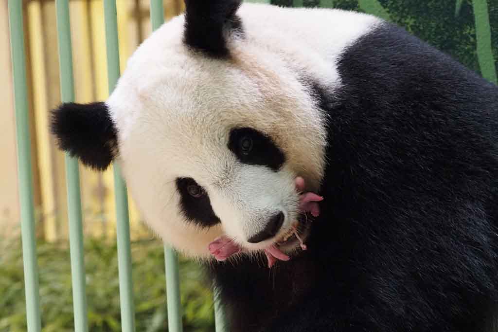 Huan Huan, panda betina yang dipinjamkan oleh Tiongkok ke Kebun Binatang Beauval (Loir-et-Cher), di Saint-Aignan-sur-Cher, Prancis melahirkan dua bayi kembar yang sehat pada malam hari dari Minggu, 1 Agustus 2021 hingga Senin, 2 Agustus 2021 dini hari.