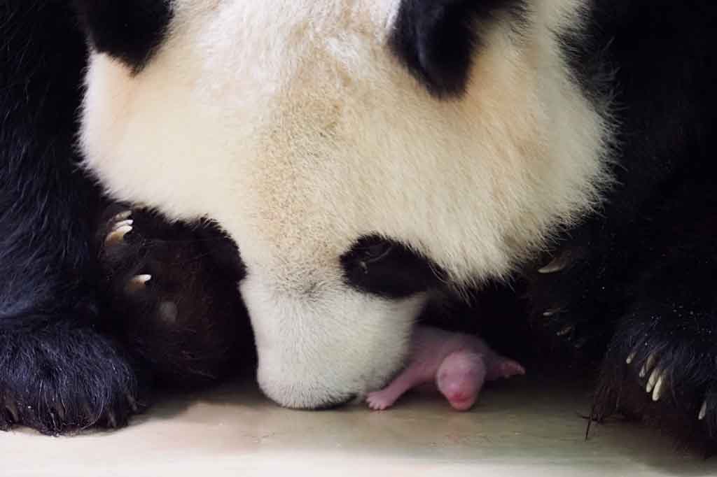 Dua bayi panda kecil, lahir pada Senin sekitar pukul 01.00 dini hari waktu setempat, datang untuk menambah koleksi panda Beauval, yang sebelumnya sudah ada ayah mereka Yuan Zi dan kakak laki-laki mereka Yuan Meng, yang lahir pada 4 Agustus 2017 silam.