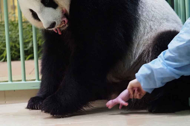 Seorang pengasuh dari Pusat Penelitian Panda Raksasa Chengdu yang datang khusus saat panda tersebut melahirkan, berhasil mengambil salah satu bayi panda untuk dirawat dan dimasukkan ke dalam inkubator. 