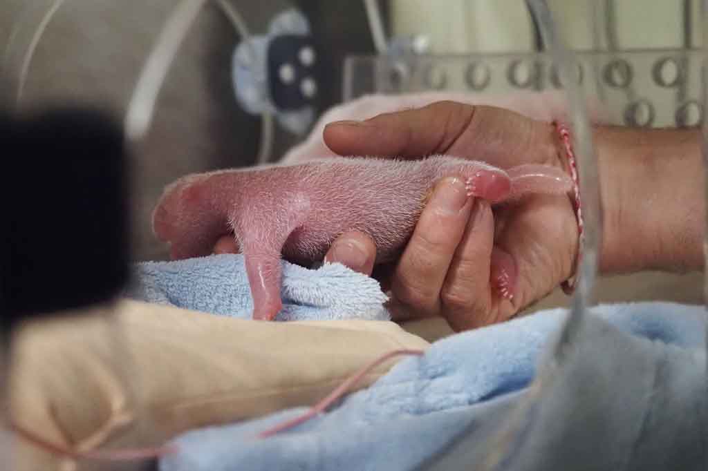 Bayi pertama ini memiliki berat badan 149 gram saat lahir. Yang kedua juga akan diperiksa dengan cermat segera setelah salah satu dari dua pengasuh asal Tiongkok berhasil mendekatinya.