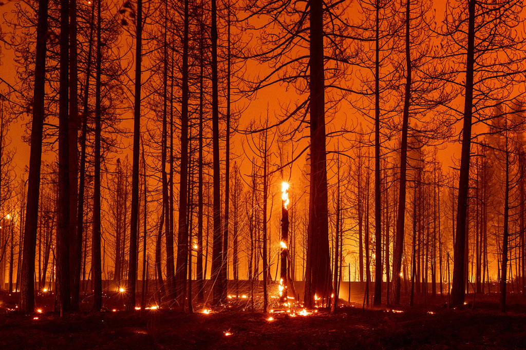 Pohon-pohon terbakar selama kebakaran Dixie dekat Greenville, California. Kondisi kering dan berangin telah menyebabkan peningkatan aktivitas kebakaran saat petugas pemadam kebakaran memerangi kobaran api yang berkobar pada 14 Juli.