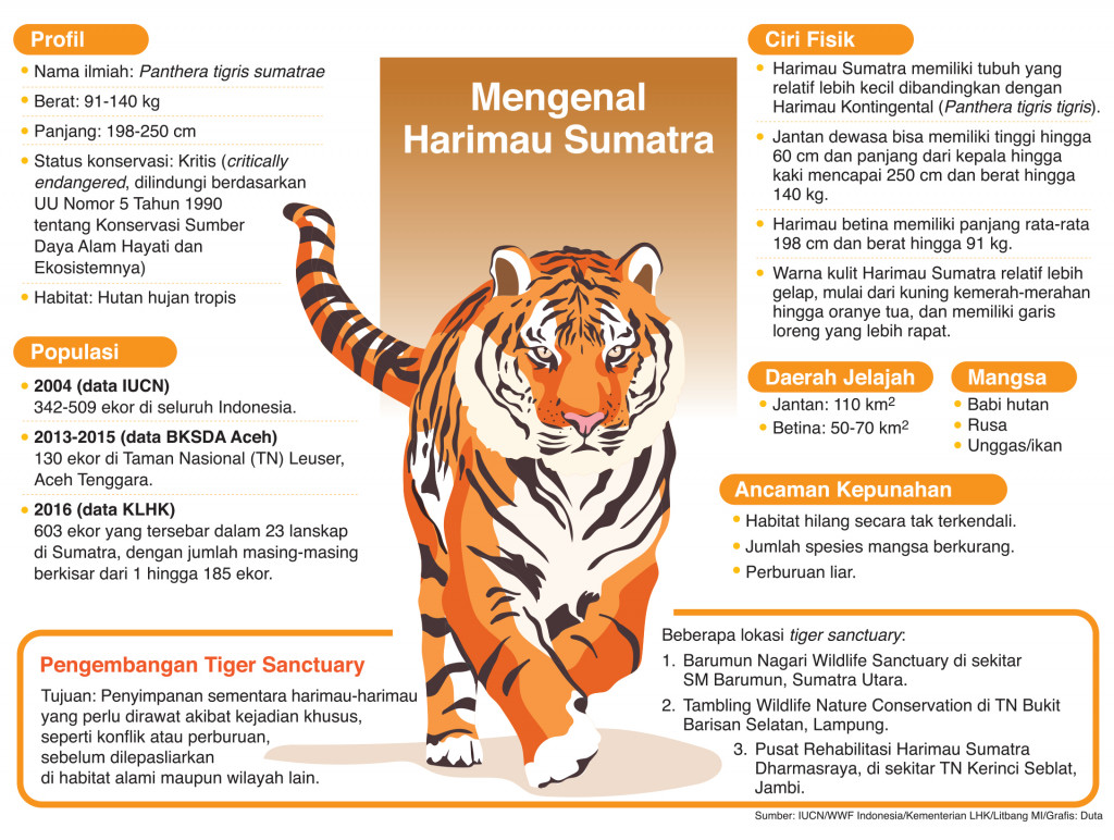 Mengenal Harimau Sumatra