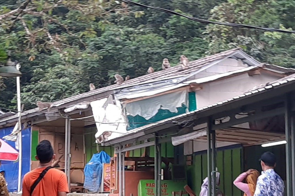 Puluhan pedagang di kawasan wisata Gunung Galunggung, Kecamatan Sukaratu, Kabupaten Tasikmalaya, Jawa Barat, resah dengan serangan ratusan monyet liar. Hewan tersebut masuk permukiman dan merusak warung pedagang sembari mengambil makanan.