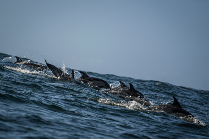 Kawanan lumba-lumba kembali terlihat di muara Sungai Tagus di Lisnon, Portugal, Sabtu, 7 Agustus 2021.