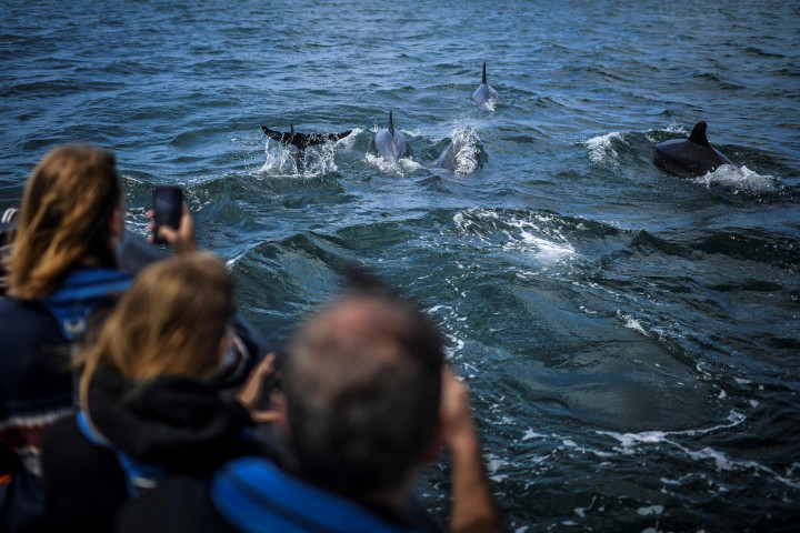 Mereka mengaku senang bisa kembali melihat hewan liar itu berenang bebas di perairan Portugal.