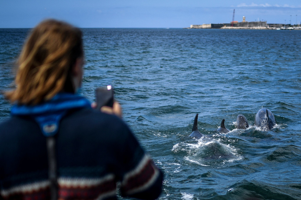 Kawanan lumba-lumba itu menarik wisatawan untuk kembali mendatangi Tagus.