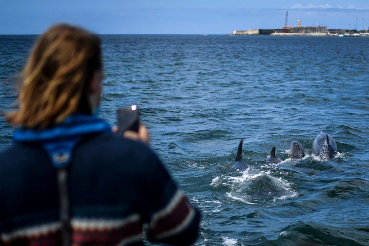 Kawanan lumba-lumba itu menarik wisatawan untuk kembali mendatangi Tagus.