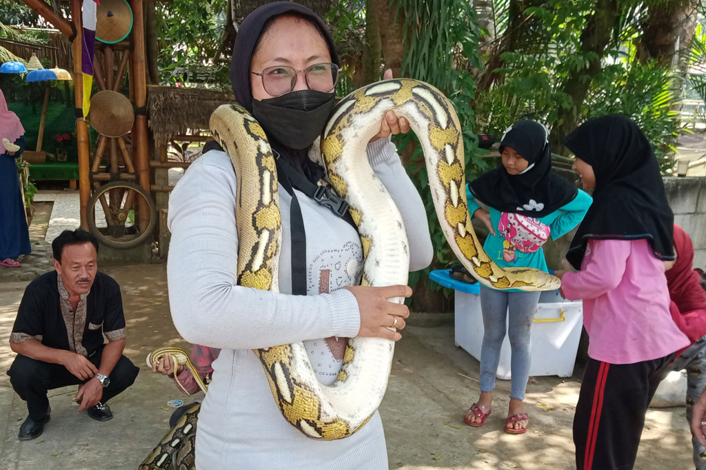 Warga berfoto bersama ular piton yang dipamerkan di sekitar Setu Pengasinan, Sawangan, Depok, Jawa Barat, Sabtu, 14 Agustus 2021.