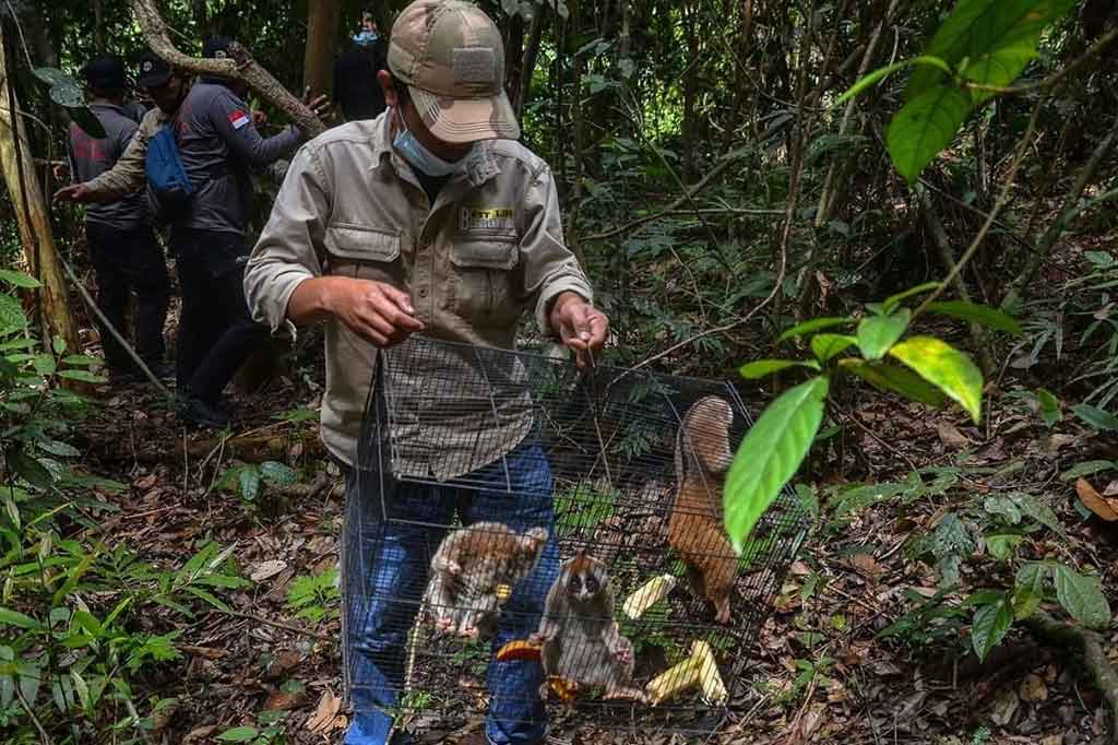 TIM Balai Besar Konservasi Sumber Daya Alam (BBKSDA) Riau bersama Polda Riau dan Kejaksaan Tinggi Riau melakukan pelepasliaran delapan kukang (Nycticebus coucang) hasil operasi tangkapan Ditreskrimsus Polda Riau. Foto: BBKSDA Riau
