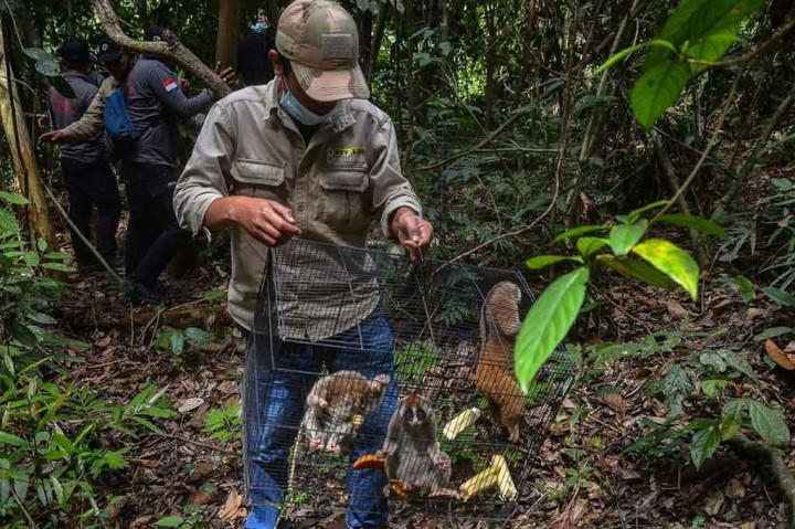 TIM Balai Besar Konservasi Sumber Daya Alam (BBKSDA) Riau bersama Polda Riau dan Kejaksaan Tinggi Riau melakukan pelepasliaran delapan kukang (Nycticebus coucang) hasil operasi tangkapan Ditreskrimsus Polda Riau. Foto: BBKSDA Riau