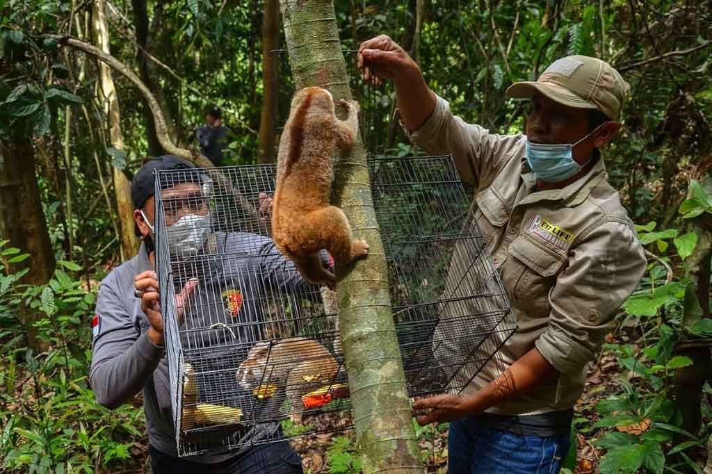 Pelepasliaran dilakukan di habitatnya yaitu pada salah satu kawasan konservasi dalam pengelolaan Balai Besar KSDA Riau. Foto: BBKSDA Riau