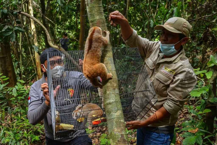 Pelepasliaran dilakukan di habitatnya yaitu pada salah satu kawasan konservasi dalam pengelolaan Balai Besar KSDA Riau. Foto: BBKSDA Riau