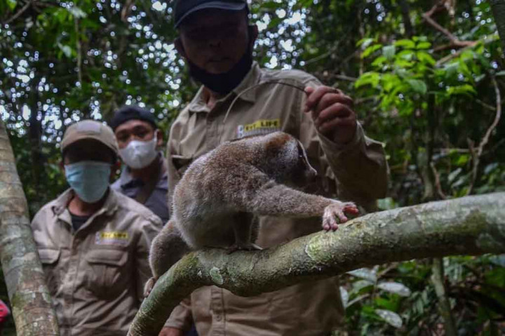 Kukang-kukang yang dilepasliarkan itu terdiri dari dua anakan berumur sekitar 3 tahun dan enam dewasa dengan umur diatas 5 tahun. Foto: BBKSDA Riau