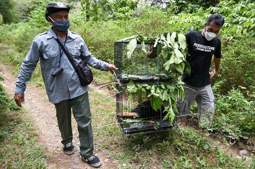 Petugas membawa kandang yang berisi satwa dilindungi sebelum dilepasliarkan di kawasan hutan taman wisata alam Jantho, Aceh Besar, Aceh, Kamis, 26 Agustus 2021.