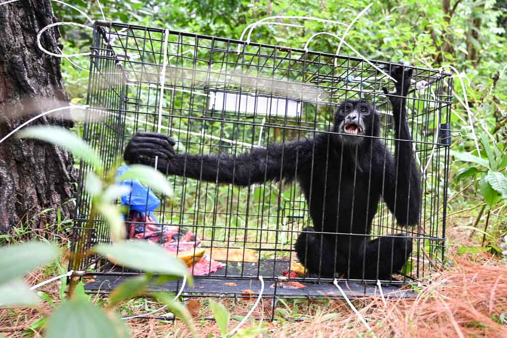 Balai Konservasi Sumber Daya Alam (BKSDA) Aceh melepaskan lima ekor satwa liar dilindungi di kawasan hutan taman wisata alam Jantho, Aceh Besar, Aceh, Kamis, 26 Agustus 2021. Pelepasliaran tersebut sebagai upaya menjaga habitatnya dari ancaman kepunahan di alam Aceh.