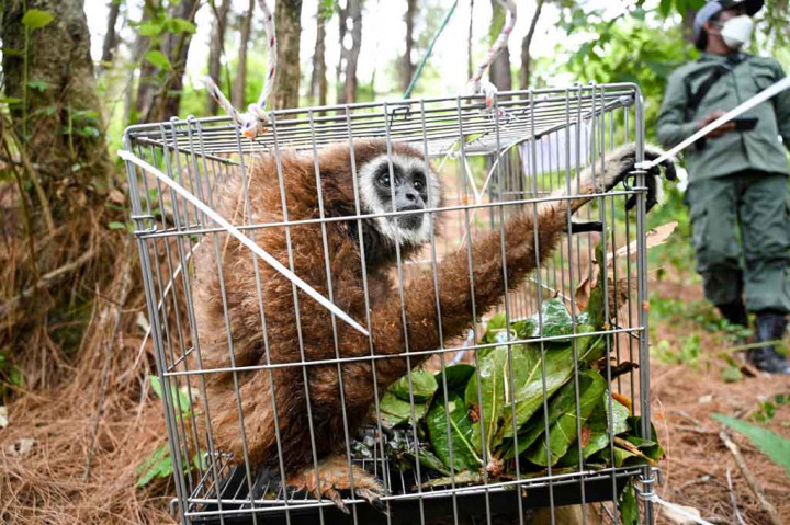 Kelima satwa yang dilepasliarkan yakni tiga ekor owa siamang (Symphalangus syndactiylus), satu ekor owa lar (Hylobates lar), dan satu ekor kukang (Nycticebus coucang).