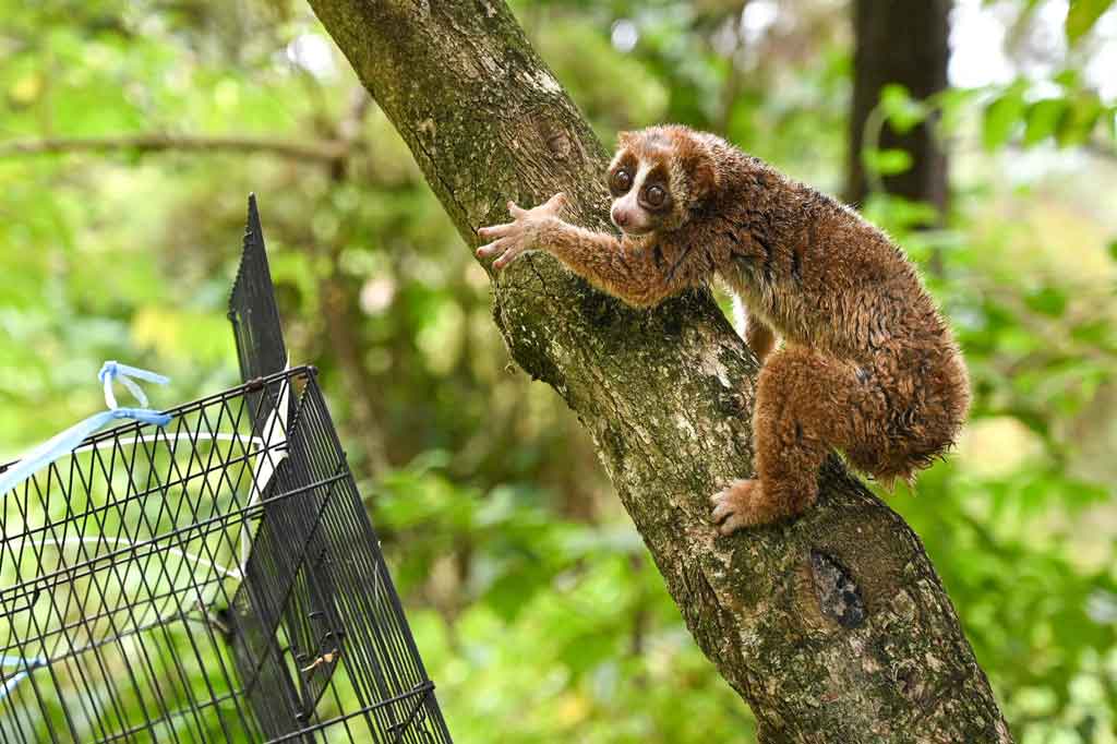 Sebelum dilepasliarkan, satwa-satwa tersebut terlebih dahulu direhabilitasi di kandang sementara melalui perawatan dan kontrol pengobatan secara kontinyu hingga kondisi kesehatannya benar-benar sehat. 