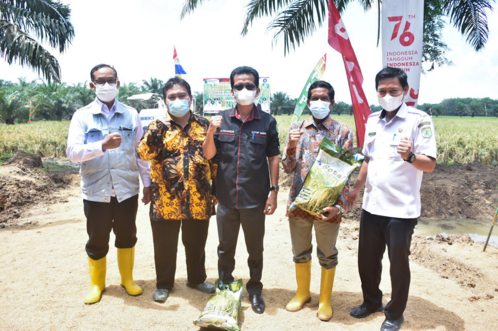 Pemerintah Kabupaten Musi Banyuasin menggelar panen raya padi kelompok penangkar benih padi Kabupaten Muba, di Desa Air Balui Kecamatan Sanga Desa, Jumat, 27 Agustus 2021.